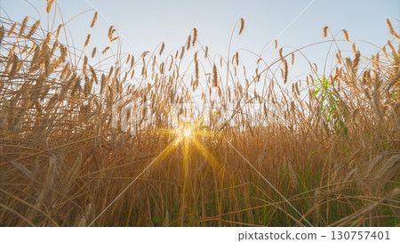A Golden Sunrise Spreads Warmth Over Grassy Fields, Enveloping Everything in Radiance A Golden Sunrise Spreads Warmth Over Grassy Fields, Enveloping Everything in Radiance 130757401