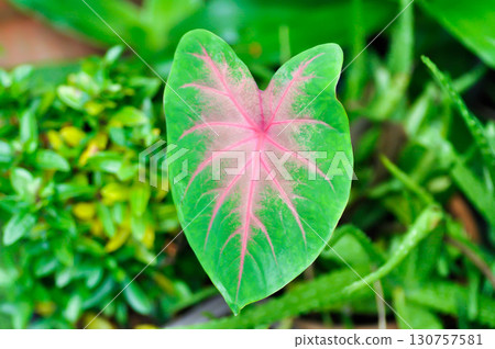 Caladium, Caladium Bicolor Vent or Caladium bicolor or pink and green leaf 130757581