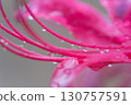 Cluster amaryllis and raindrops 130757591