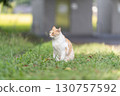 White and brown cat 130757592