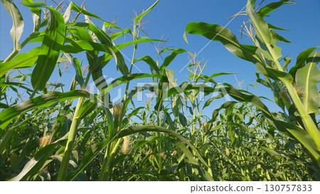 A Beautiful and Vibrant Cornfield Lies Beneath a Clear and Bright Blue Sky Up Above A Beautiful and Vibrant Cornfield Lies Beneath a Clear and Bright Blue Sky Up Above 130757833