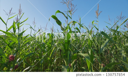A lush cornfield stretches under a clear blue sky, creating a vibrant scene full of color A lush cornfield stretches under a clear blue sky, creating a vibrant scene full of color 130757854