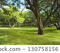 Kiawe trees in a Hawaiian park 130758156