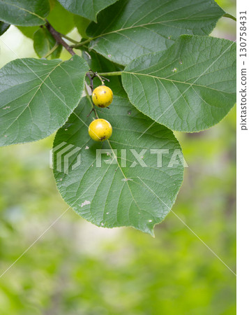 圓葉山茶花的葉子和黃色的果實 130758431