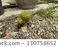 Small green cactus growing on rocky soil outdoors 130758652