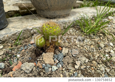 Small green cactus growing on rocky soil outdoors Small green cactus growing on rocky soil outdoors 130758652