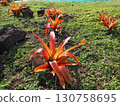 Lava rocks and vibrant tropical plants 130758695