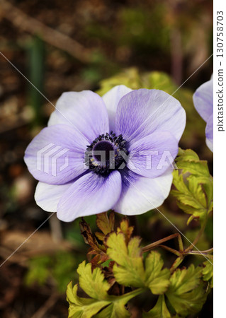 Anemones 130758703