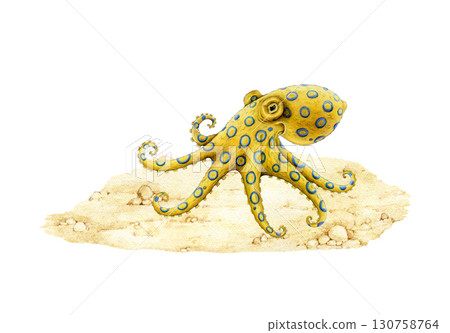 Blue-ringed octopus on sandy ground hand drawn vintage style realistic illustration. Hapalochlaena extremely venomous dangerous marine life animal. Small yellow octopus with blue rings on the sand Blue-ringed octopus on sandy ground hand drawn vintage style realistic illustration. Hapalochlaena extremely venomous dangerous marine life animal. Small yellow octopus with blue rings on the sand 130758764