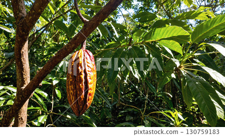 A tree with hanging cacao fruit A tree with hanging cacao fruit 130759183