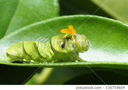 Swallowtail butterfly larva (5th instar, exposing stinkhorns to intimidate) Swallowtail butterfly larva (5th instar, exposing stinkhorns to intimidate) 130759604