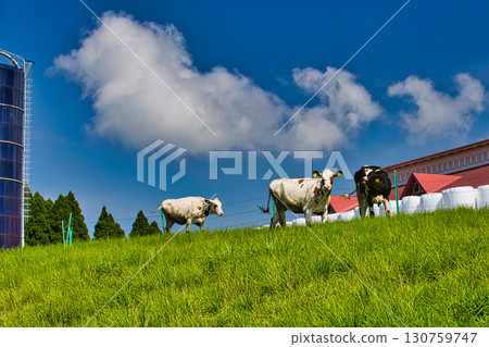 Rokuroshi Plateau in summer 130759747