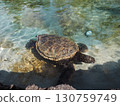 The green sea turtle, a symbol of Hawaii 130759749