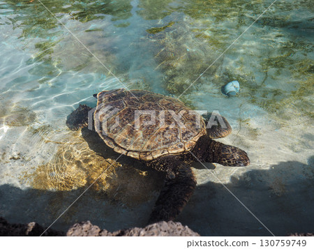 The green sea turtle, a symbol of Hawaii The green sea turtle, a symbol of Hawaii 130759749