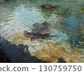 The green sea turtle, a symbol of Hawaii 130759750