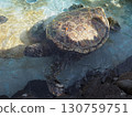 The green sea turtle, a symbol of Hawaii 130759751