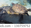 The green sea turtle, a symbol of Hawaii 130759752