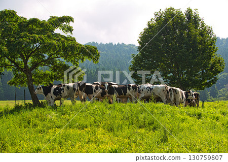 Rokuroshi Plateau in summer 130759807