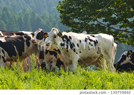 夏季的六鹿高原 130759892