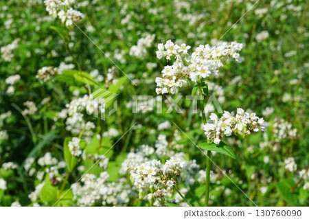 蕎麥花田[京都府南丹市] 130760090