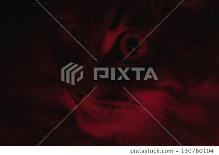 Close-up of a cat illuminated by red light. Macro shot of a cat's face under red neon light. The eye, whiskers and fur of the animal are clearly visible in the contrasting light. Cute domestic cat. 130760104