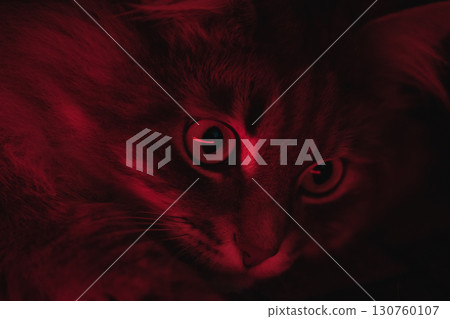 Close-up of a cat illuminated by red light. Macro shot of a cat's face under red neon light. The eye, whiskers and fur of the animal are clearly visible in the contrasting light. Cute domestic cat. 130760107