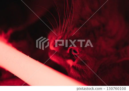 Close-up of a cat illuminated by red light. Macro shot of a cat's face under red neon light. The eye, whiskers and fur of the animal are clearly visible in the contrasting light. Cute domestic cat. Close-up of a cat illuminated by red light. Macro shot of a cat's face under red neon light. The eye, whiskers and fur of the animal are clearly visible in the contrasting light. Cute domestic cat. 130760108