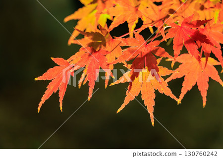 秋葉被點燃了 130760242