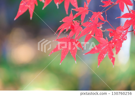 寺廟裡的紅楓 130760256