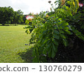 Acacia flowers blooming in Hawaii and green scenery 130760279