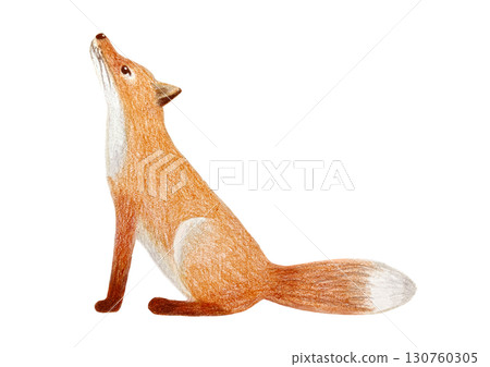 A fox looking up A fox looking up 130760305