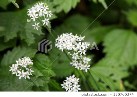 White louse flowers White louse flowers 130760374