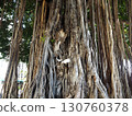 Hawaiian banyan tree with its magnificent roots 130760378