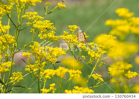 高原上的花和蝴蝶 130760434