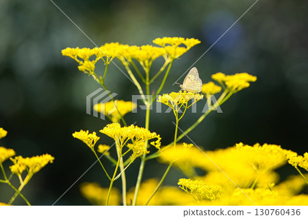 Flowers and butterflies blooming on the plateau 130760436