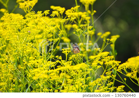 Flowers and butterflies blooming on the plateau Flowers and butterflies blooming on the plateau 130760440