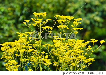 Flowers and butterflies blooming on the plateau Flowers and butterflies blooming on the plateau 130760441