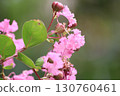 紫薇的粉紅花朵 130760461