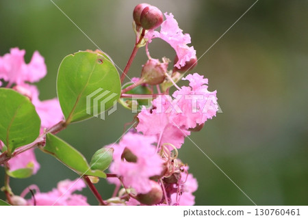 Pink flowers of Crape Myrtle 130760461