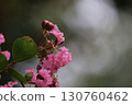 紫薇的粉紅花朵 130760462