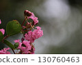 紫薇的粉紅花朵 130760463