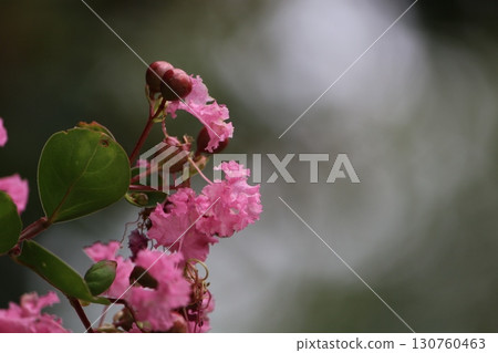 Pink flowers of Crape Myrtle Pink flowers of Crape Myrtle 130760463