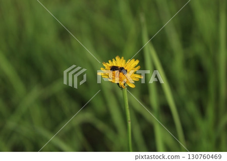 一朵小花,上面有一隻蜜蜂 一朵小花,上面有一隻蜜蜂 130760469