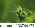 綠色尖刺植物 130760475