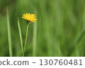 黃色的小花 130760481