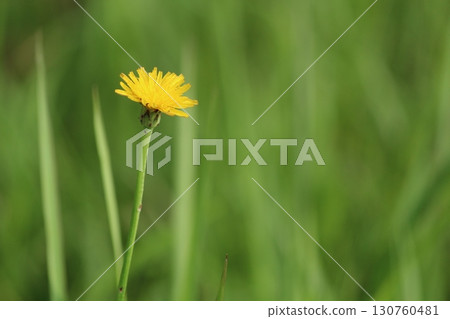 Yellow little flower Yellow little flower 130760481