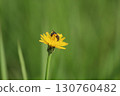 一朵花上有一隻小蜜蜂 130760482