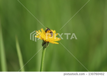 一朵花上有一隻小蜜蜂 130760482