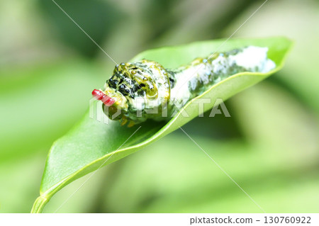 猴燕尾蝶幼蟲（臭角，4齡） 130760922