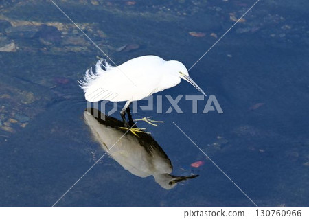A beautiful scene of a white egret hunting for food in shallow waters and its reflection on the water's surface. A beautiful scene of a white egret hunting for food in shallow waters and its reflection on the water's surface. 130760966
